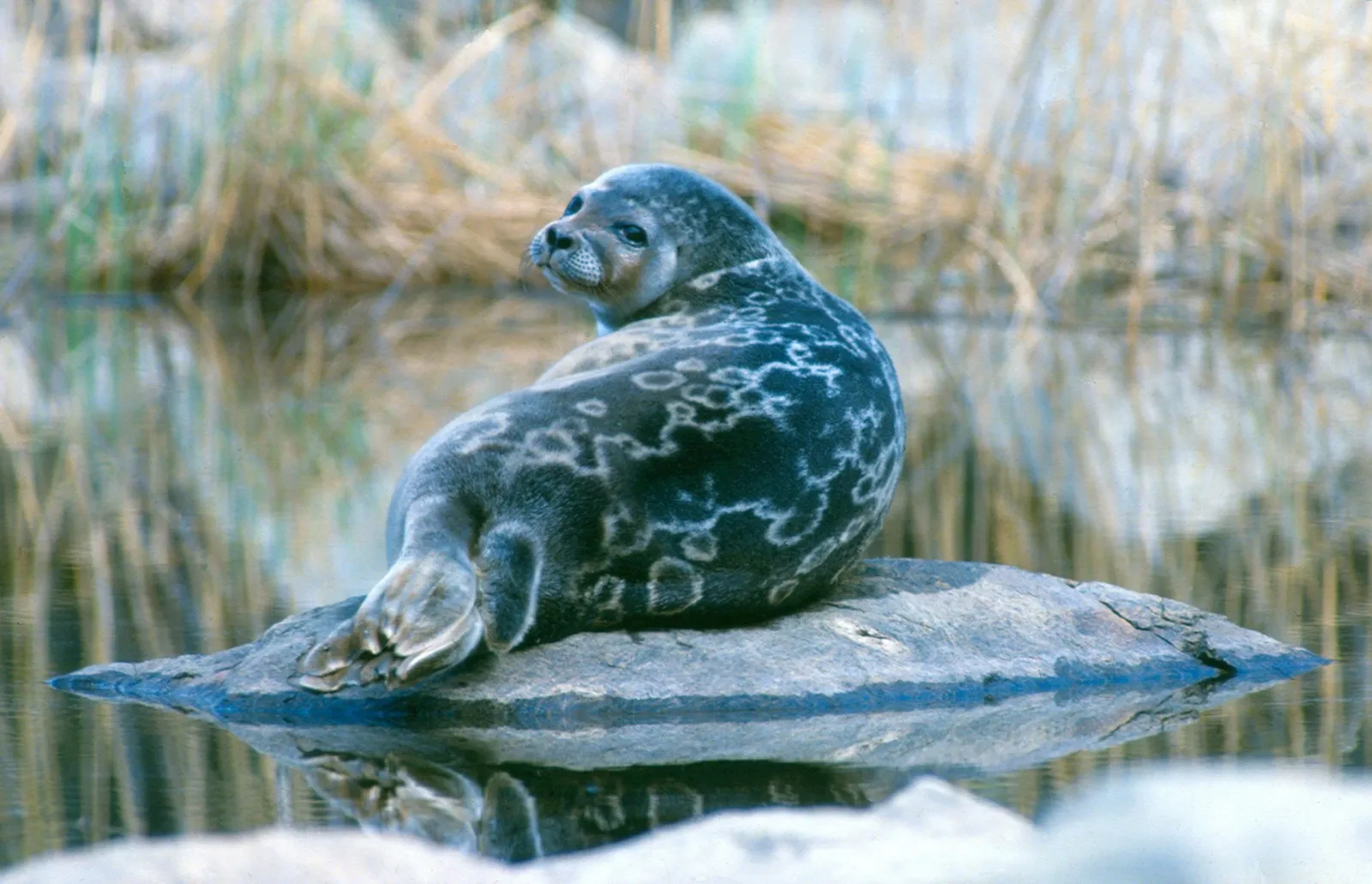 A ringed seal in the water